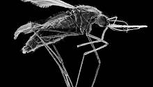 Новые мутации малярийных паразитов делают их устойчивыми для основных лекарственных препаратов  