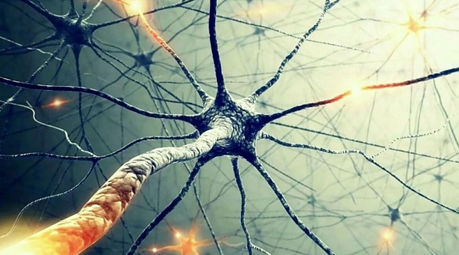 Выживают сильнейшие: при развитии нервной системы «слабые» нейроны погибают