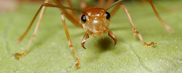 Вырабатываемые муравьями антибиотики могут защищать растения