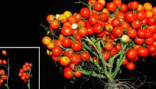 ГМО-томаты растут гроздьями как виноград, и это весьма удобно для их выращивания на городских фермах 