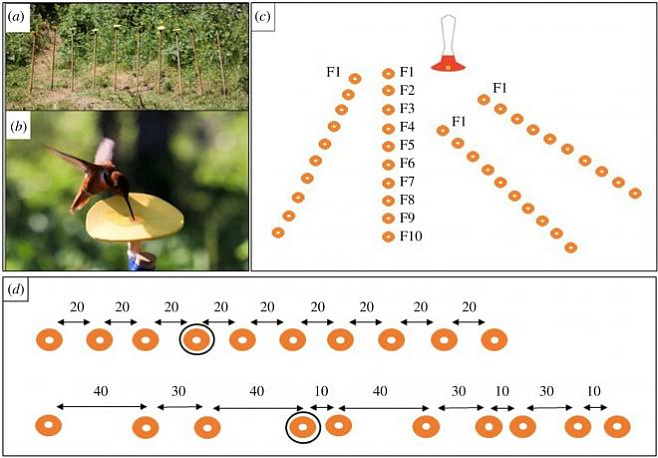 Колибри способны распознавать числовой порядок