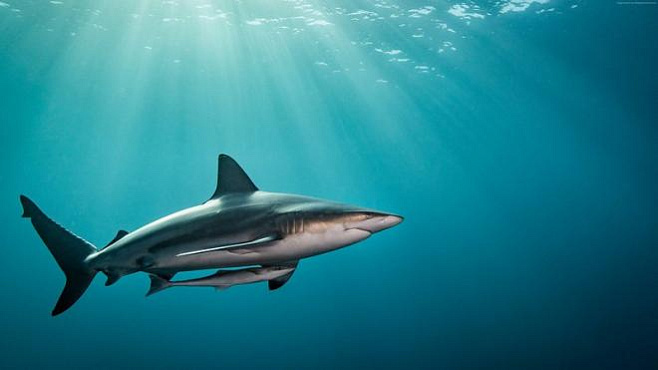 Сотни тысяч акул могут быть убиты для производства вакцин от COVID-19