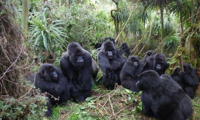 Взаимоотношения горных горилл в больших группах не так разнообразны, как в маленьких