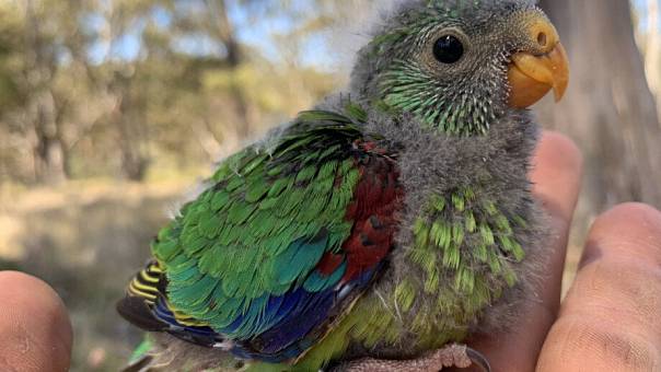Ласточковые попугаи используют умение заранее определять пол потомства во вред себе