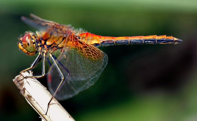 Численность насекомых на планете стала сокращаться на 2,5% в год 