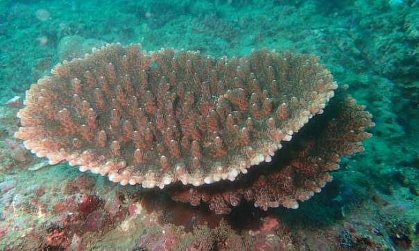В Токийском заливе исчезают водоросли и живущие в них ценные морские ушки