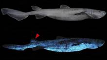 Обнаружена самая большая светящаяся акула в мире 