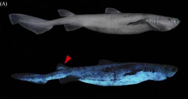 Обнаружена самая большая светящаяся акула в мире 