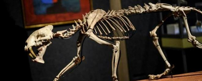 Скелет саблезубого тигра возрастом в 37 миллионов лет выставлен на аукционе 
