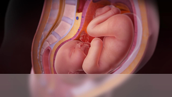 Пинаясь в утробе, младенцы учатся управлять своим телом