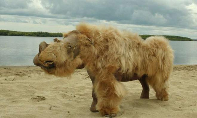 Шерстистые носороги не были полностью истреблены человеком — они вымерли в результате климатических изменений