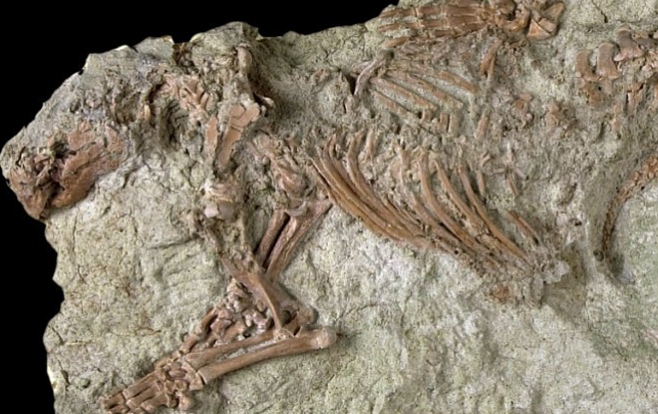 Обнаружен скелет древнейшего млекопитающего в Южном полушарии