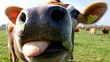 Связь 5G в Британии будут тестировать на коровах