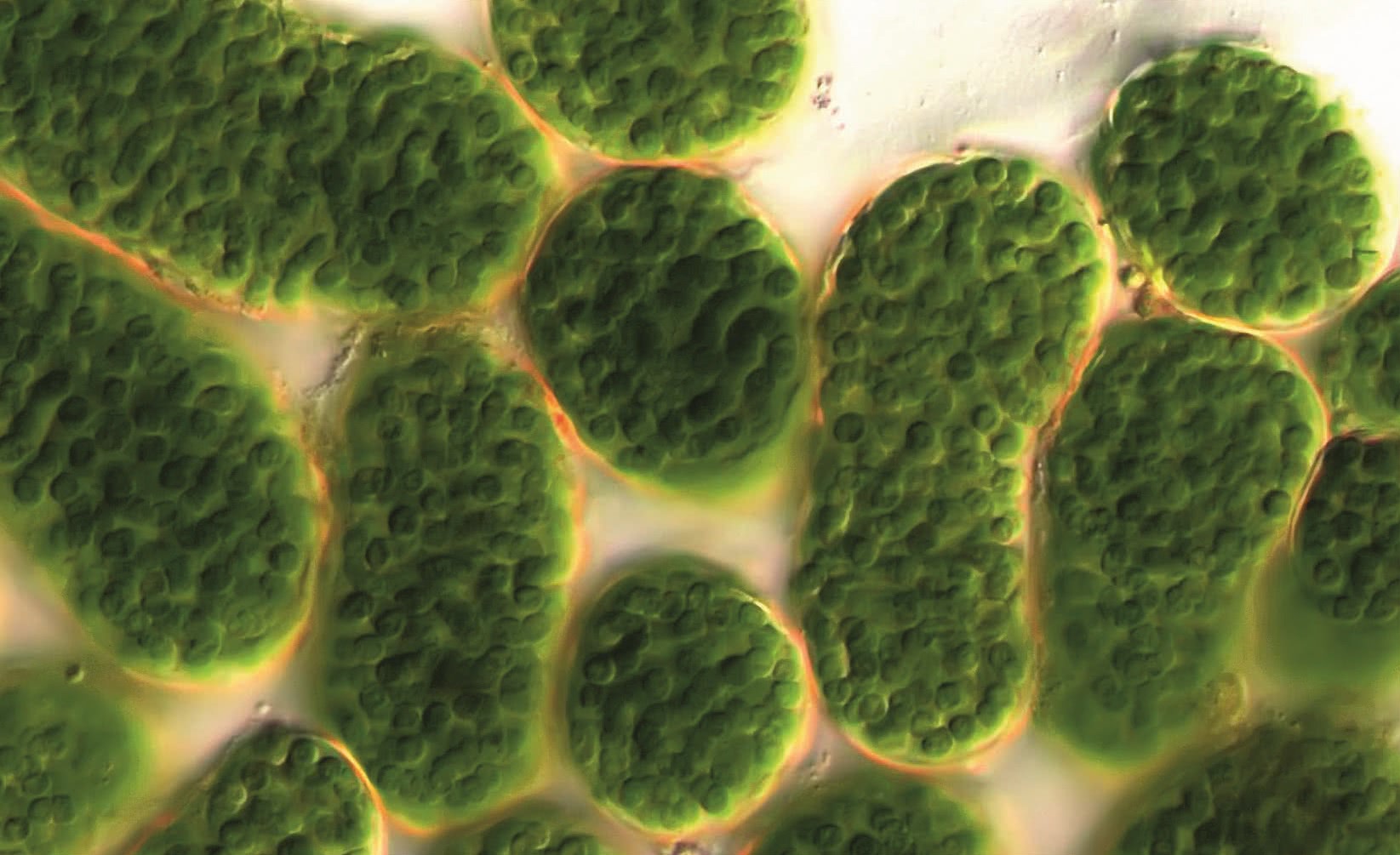 Водоросли какая эра. Цианобактерии сине-зеленые водоросли. Синезеленые цианобактерии. Цианобактерии фототрофы. Цианобактерии Архей.