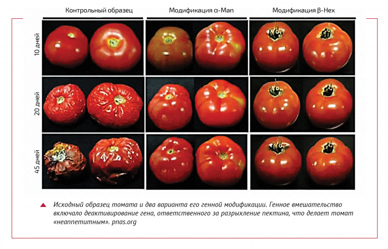 внешний вид генно-модифицированных томатов