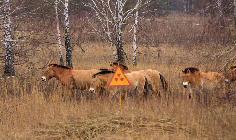 Лошади Пржевальского в Чернобыльской зоне отчуждения 