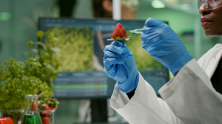 клубничная ягода в руках лаборанта