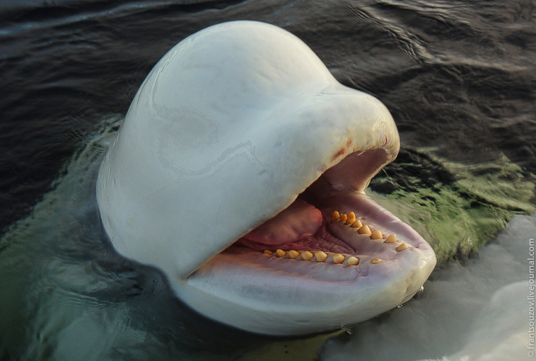 Зубатый кит (белуха)