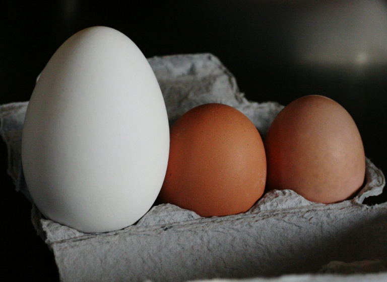 Размер гусиного яйца (слева) в сравнении с куриными