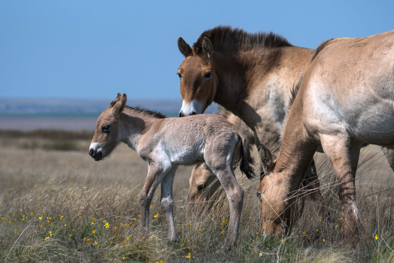 Арнак – первый жеребенок лошади Пржевальского, родившийся в естественных условиях в Оренбургском заповеднике, участке «Предуральская степь»