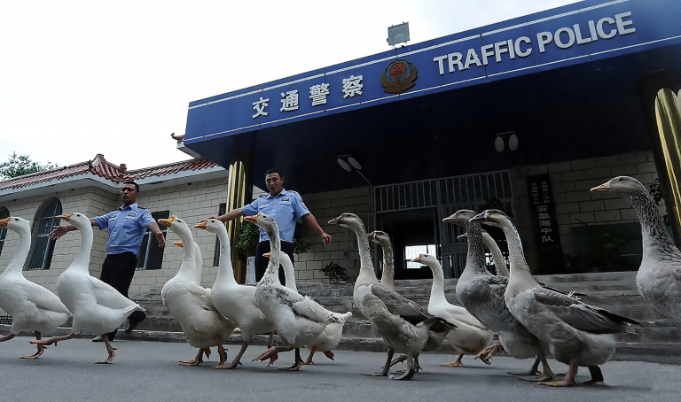 Полицейские гуси в Синцзяне