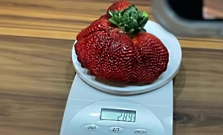 Самая большая ягода клубники весила 289 грамм, Израиль
