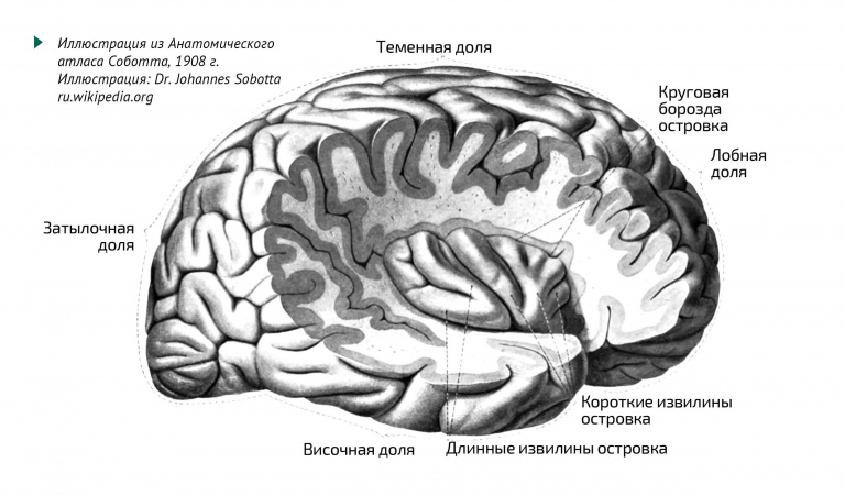 Мозг в разрезе, иллюстрация из Анатомического атласа Соботта, 1908 г.