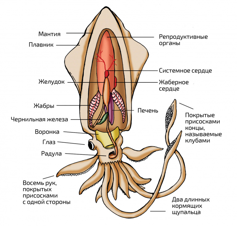 Схема органов кальмара