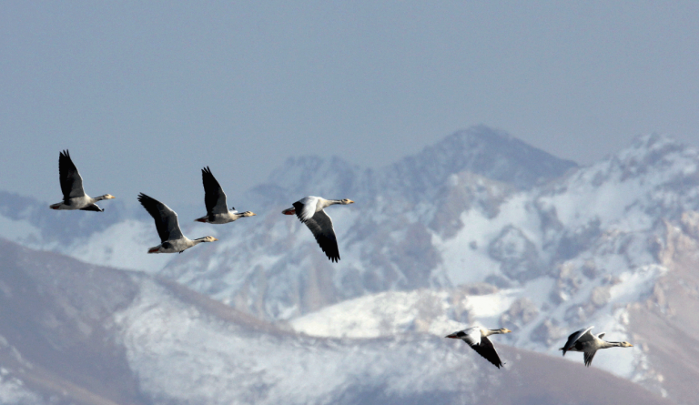 Горные гуси, летящие над Тибетским нагорьем