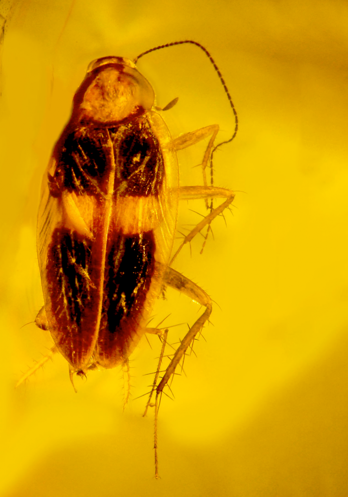 Самец таракана Supella dominicana, застывший в янтаре