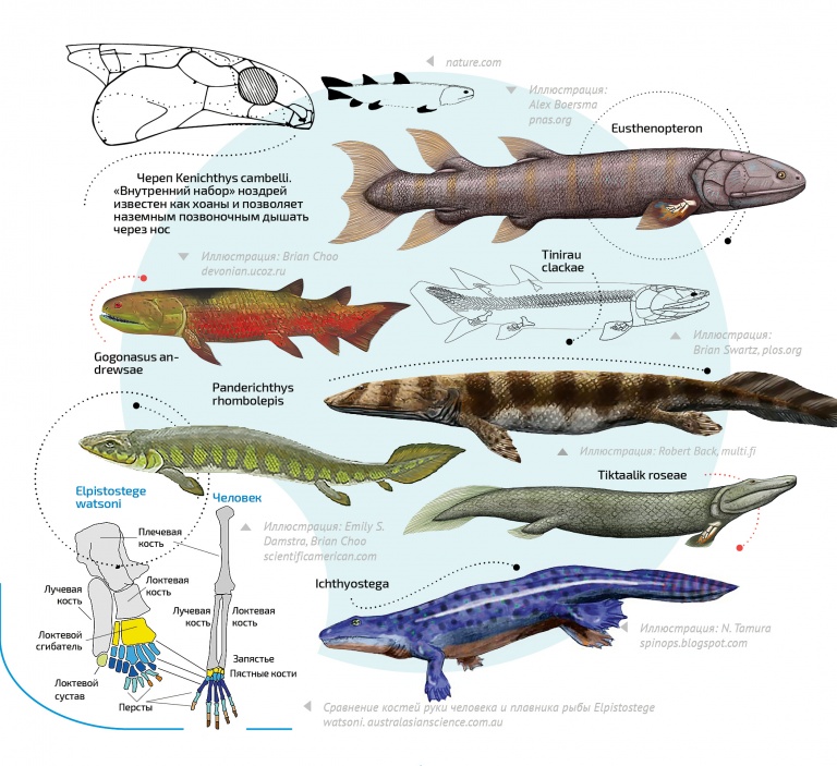 Назовите черты строения древней группы рыб. Лопастеперые рыбы внутреннее строение. Класс лопастеперые рыбы строение. Представители лопастеперых рыб. Лопастеперые рыбы внешнее строение.