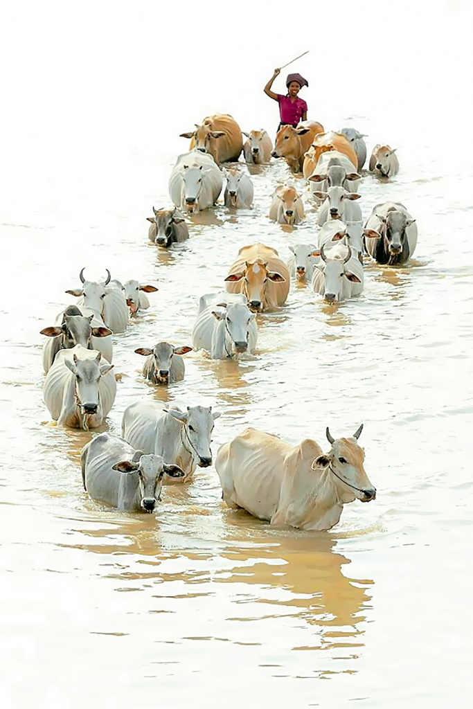 Пастух перегоняет коров через реку, Индия