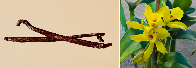 стручки и цветы ванили - орхидея