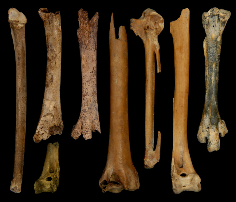 Кости гусей, найденные на раскопках. Тяньлуошань. Китай.