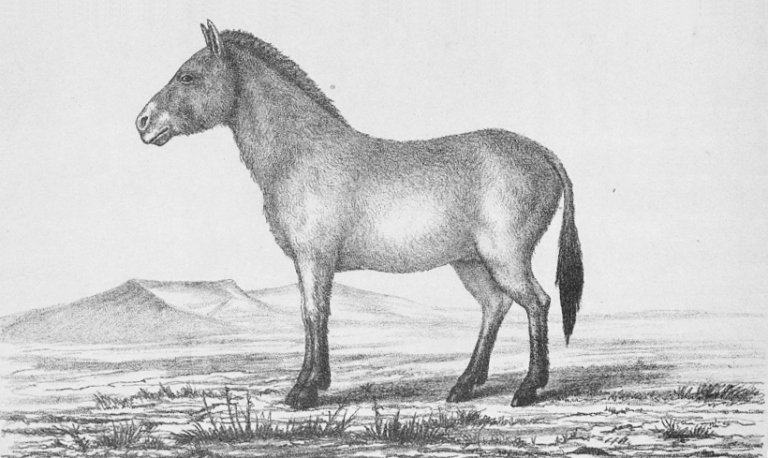 Дикая лошадь (Eguus Przewalskii n.sp
