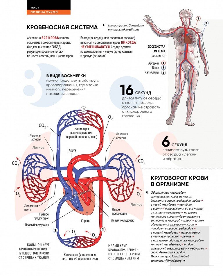 Кровеносная система человека, количественные характеристики