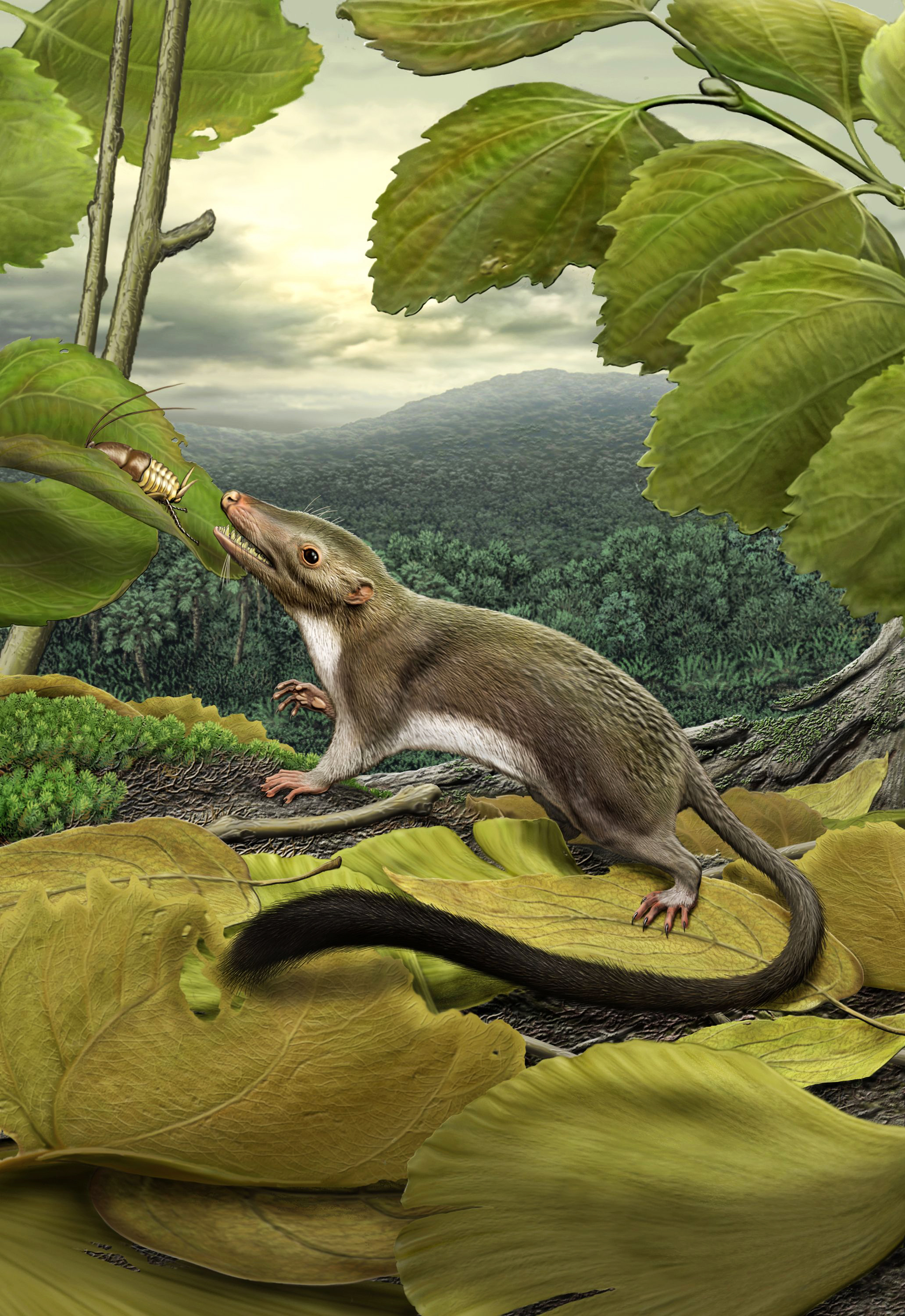 Первые млекопитающие появились в. Juramaia sinensis. Юрский период сумчатые. Плацентарные млекопитающие мезозоя. Мезозойская Эра сумчатые и плацентарные млекопитающие.