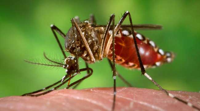 Модифицированные комары сократили распространённость лихорадки денге в Индонезии