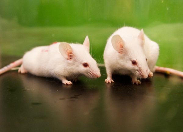 Учёные «подружили» мышей друг с другом с помощью нейроимплантов