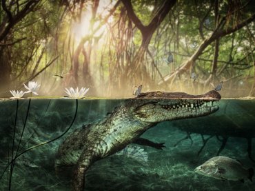 Череп древнего животного проливает свет на происхождение американских крокодилов 