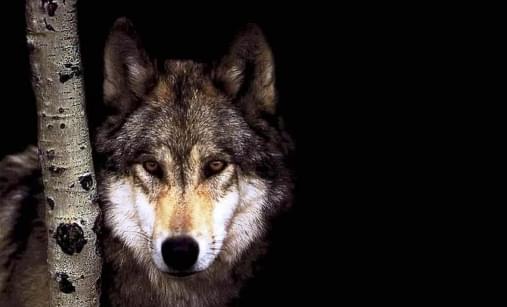 Свой среди волков: ученый рассказал о жизни в волчьей стае