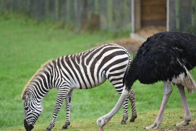Кризис идентичности: страус из британского сафари-парка начал считать себя зеброй