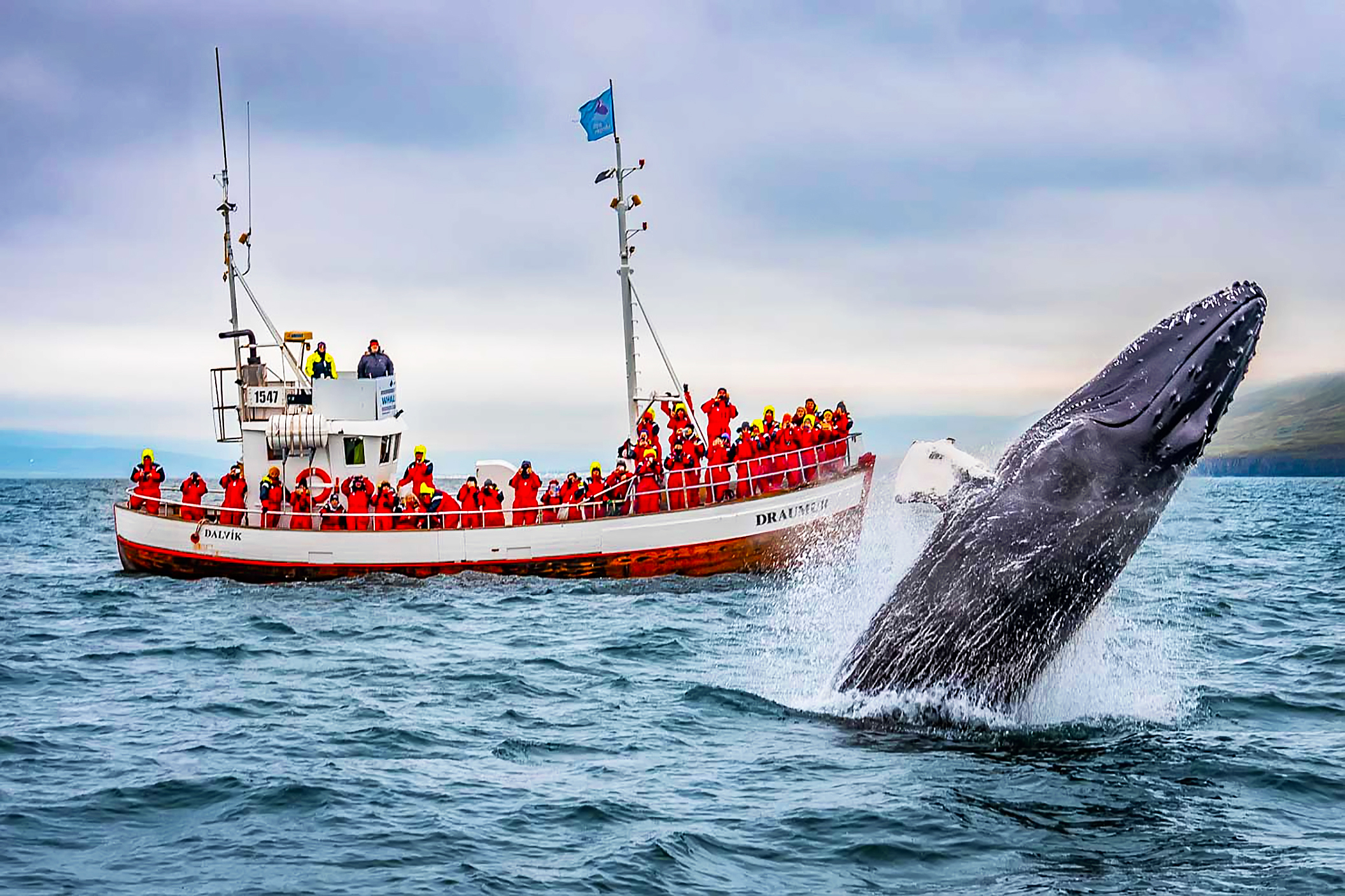 Тур в мурманск на китов. Китовое сафари в Норвегии. Китобойный промысел в Исландии. Китобойный промысел в Норвегии. Китовое сафари Исландия.