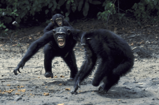 Шимпанзе и гориллы устроили войну. Это наблюдается впервые в дикой природе