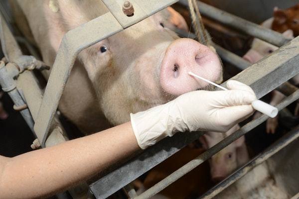 Свиньи могут стать источником новой коронавирусной эпидемии  