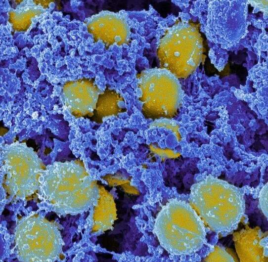 Иммунные клетки кооперируются для уничтожения патогенов