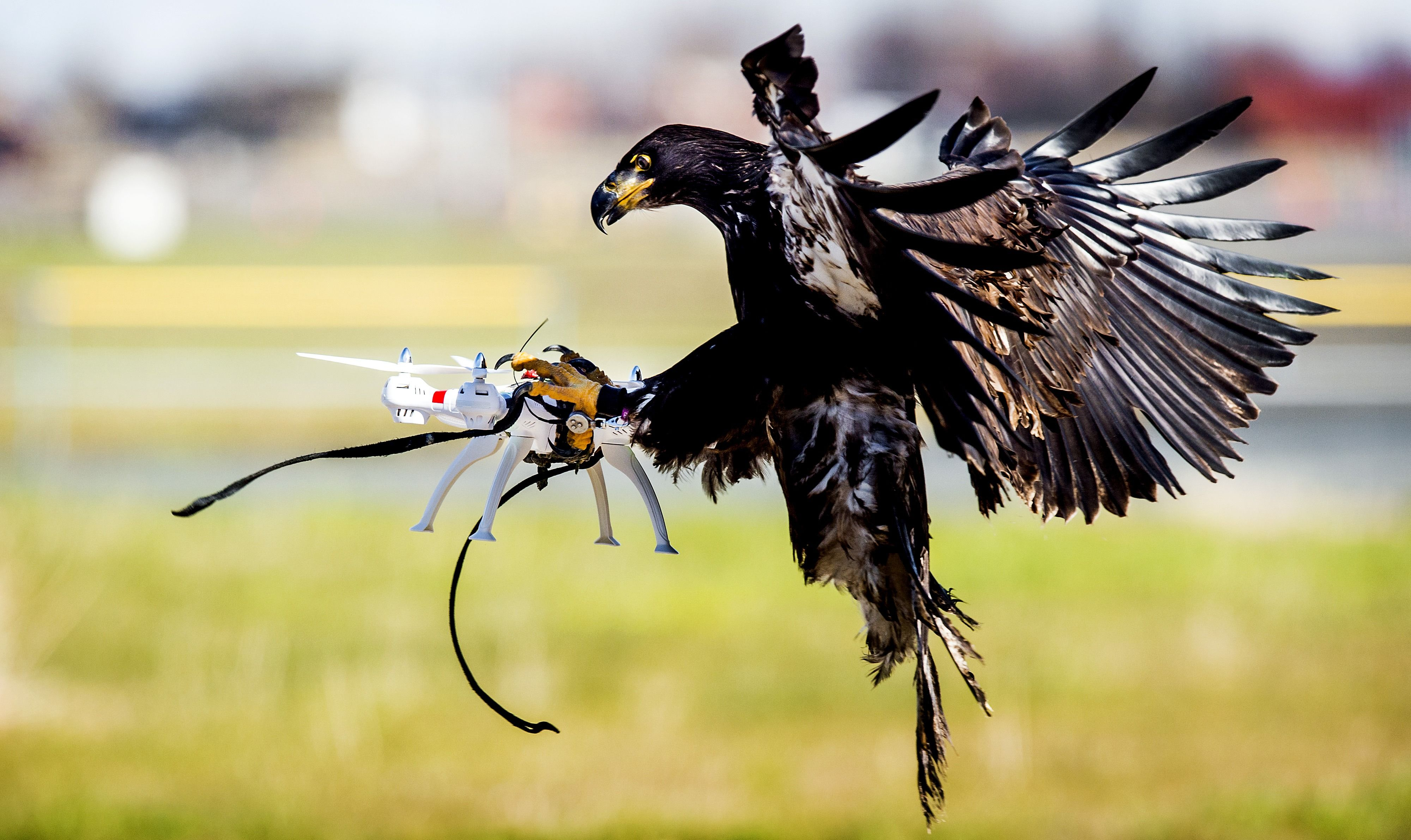 Птица такая игра. Квадрокоптер птица. Агрессивная птица. Птицы против дронов. Орлы против дронов.
