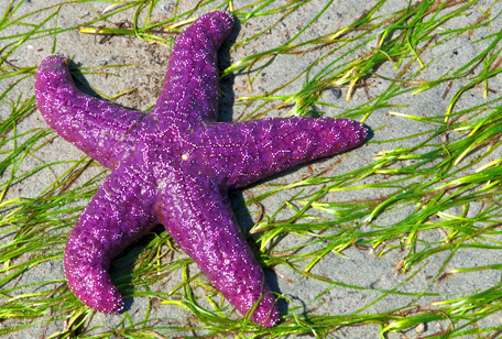 Учёные пытаются выяснить причины таинственного заболевания, убивающего морских звёзд