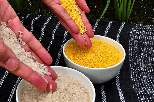 Технология CRISPR сделала золотой рис еще более золотым