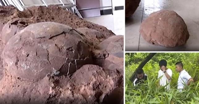 Китайские студенты обнаружили редкие яйца динозавров